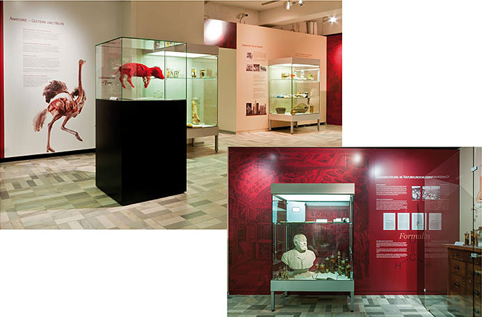 Anatomie-Ausstellung-Museum